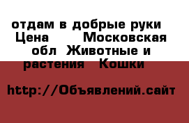 отдам в добрые руки › Цена ­ 1 - Московская обл. Животные и растения » Кошки   